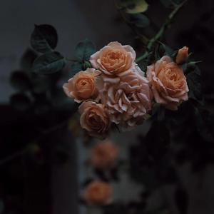 给欧美片一个光
